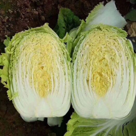 兰陵县 黄心白菜，产地直发，价格低，质量保证