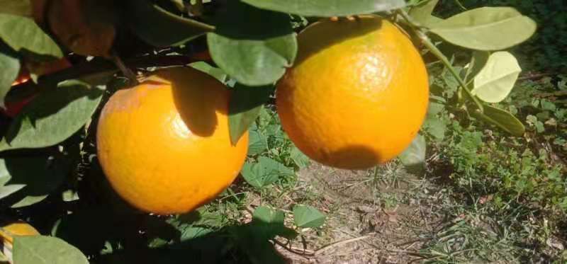 于都县 本地赣南脐橙      甜中带微酸