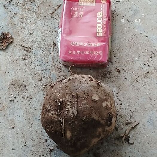 西乡县魔芋种子  魔芋种
