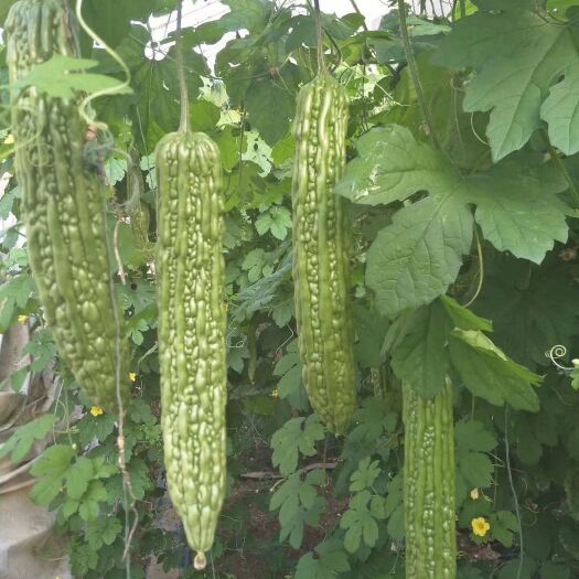 农技人员  提供各类蔬菜的种植技术和育苗技术