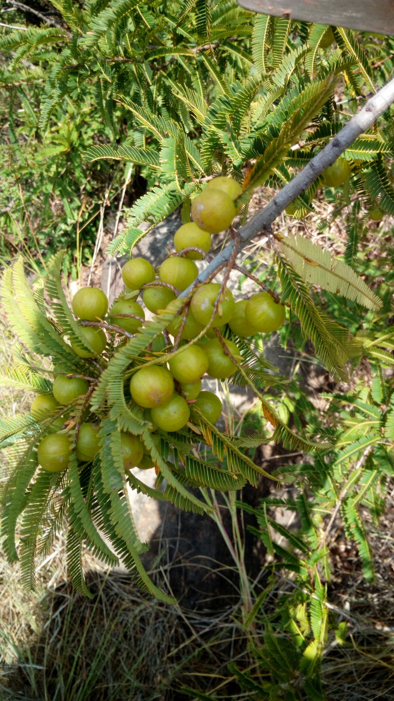 余甘果  橄榄果有货40吨需要的老板来合作