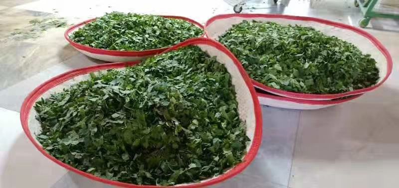 桑葚茶 大清国母孝庄皇太后故里科尔沁草原古桑神茶