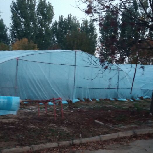 馆陶县 库拉索芦荟