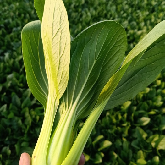 南通 精品上海青，小白菜