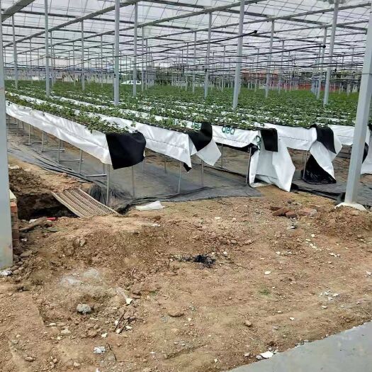 济南 好吃到停不下来的甜宝草莓