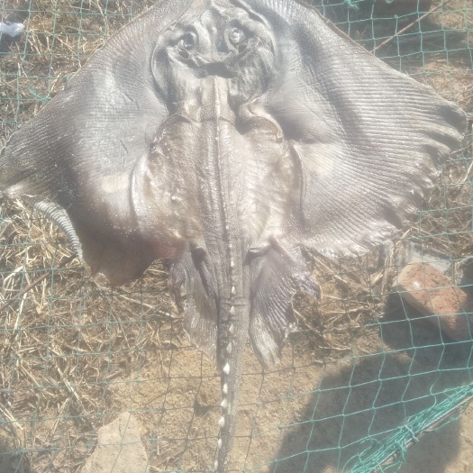 荣成市咸鱼  鳐鱼干  魔鬼鱼干  老板鱼干