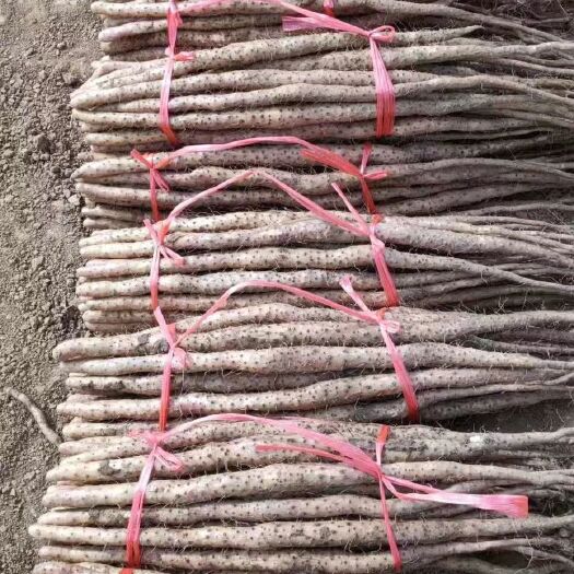 鹤壁垆土铁棍山药 50~70cm