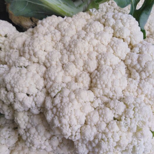 天门市白花菜花  诚招全国客户商，品质好