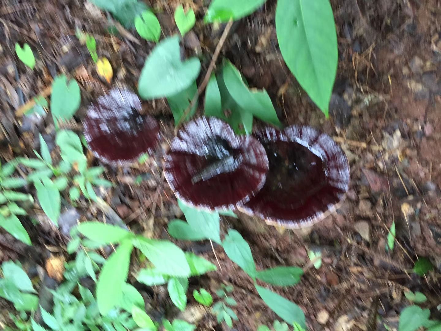 黑灵芝  深山生态灵芝