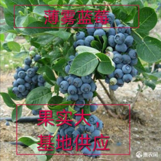 平邑县优质薄雾蓝莓苗基地供应，现挖现卖，保品种，带土发货，当年挂