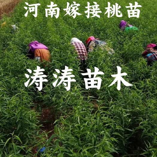 农技人员 提供嫁接工人，专业嫁接，嫁接各种果树苗 各种绿化苗，包成活