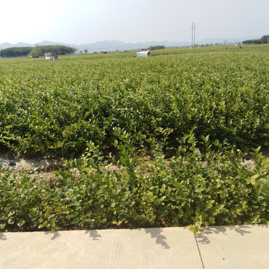 横州市茉莉花苗