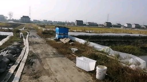 常熟市蟹稻米  龙虾和水稻共作