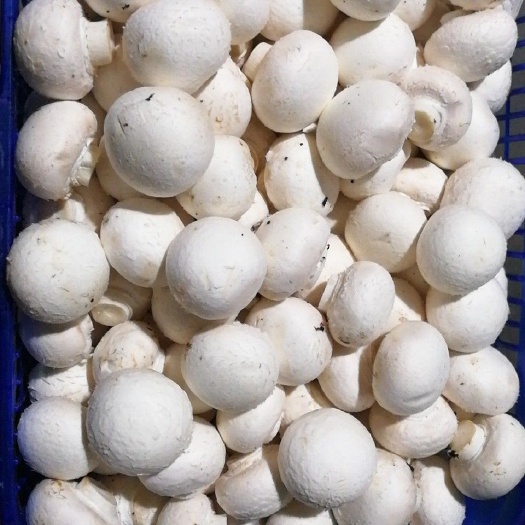 双孢菇  双饱白菇4-5cm、全年供货稳定、欢迎批发商来电。