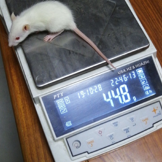 平度市蛇饲料 大白鼠，小白鼠，乳鼠，红皮，粉皮，压成，大压成，小亚成，饲料