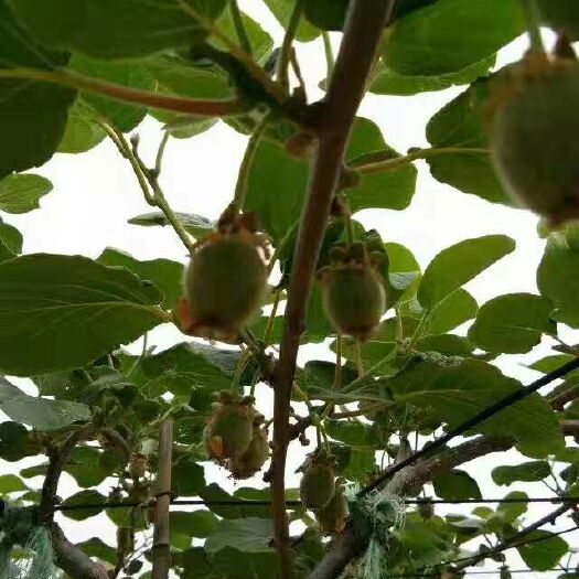 平邑县 红心猕猴桃苗 嫁接苗当年挂果