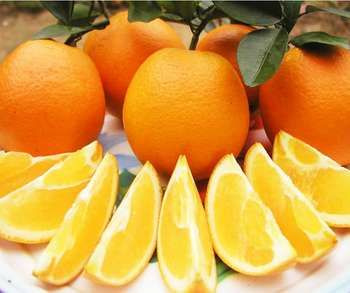 纽荷尔脐橙苗