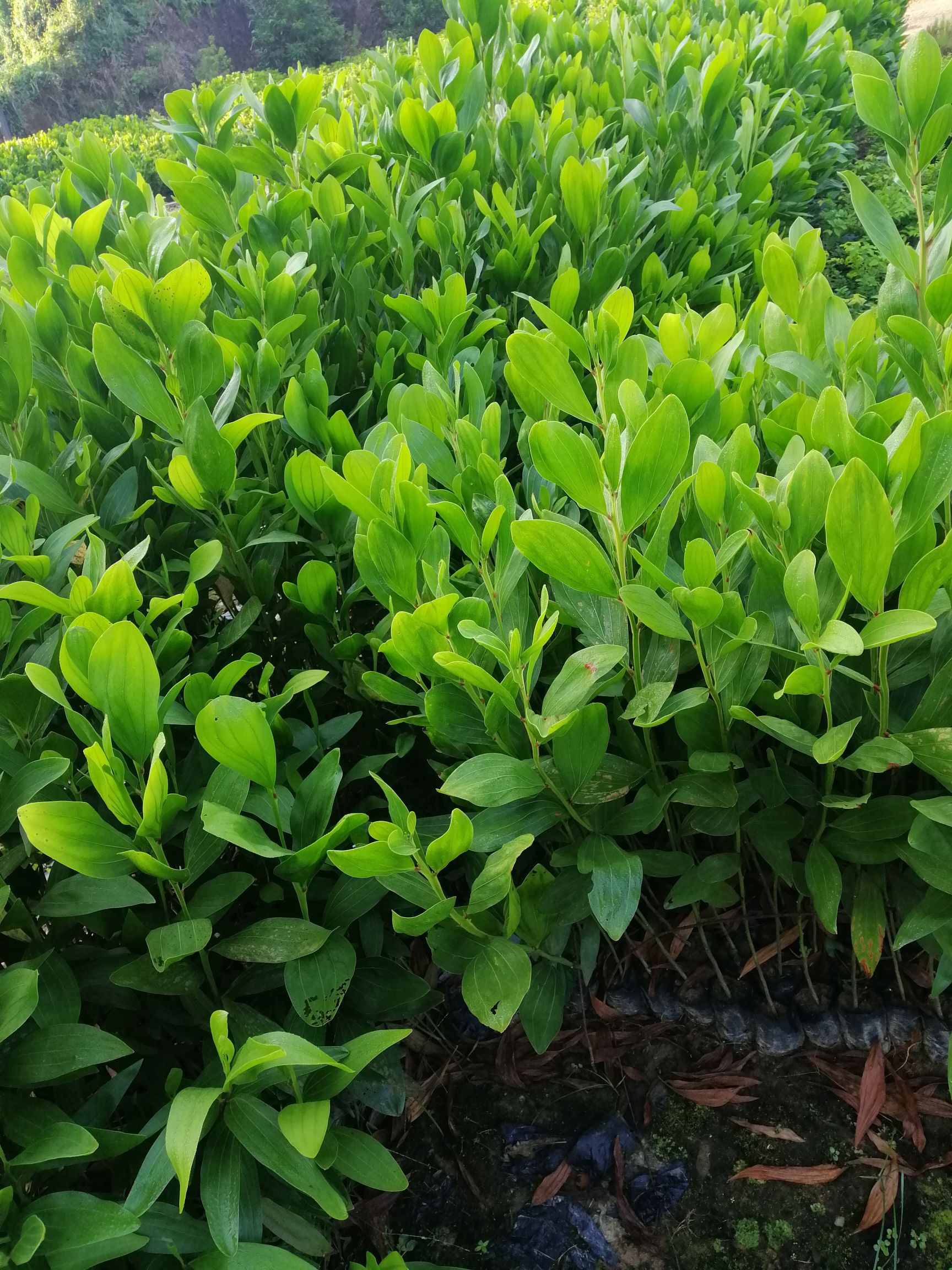 造型相思树 马占相思