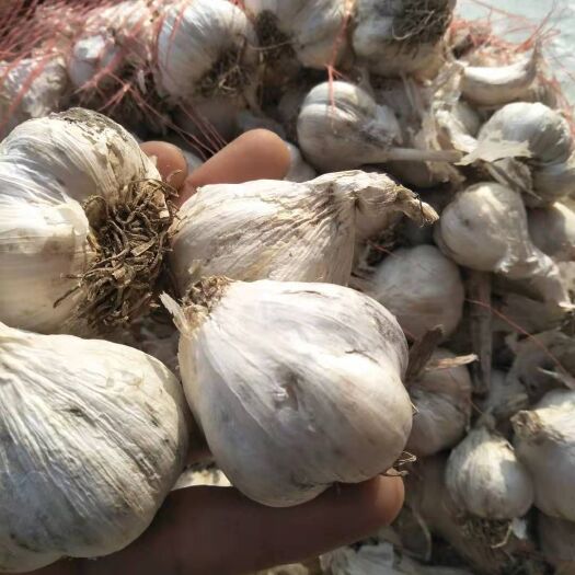肇州县 大量出售东北大蒜，东北大蒜质量好价格便宜欢迎新老朋友前来采购