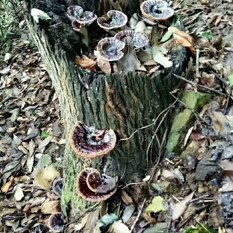 黑灵芝  深山生态灵芝
