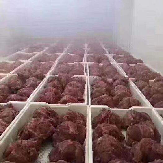 太原牛腱子肉 牛建肉