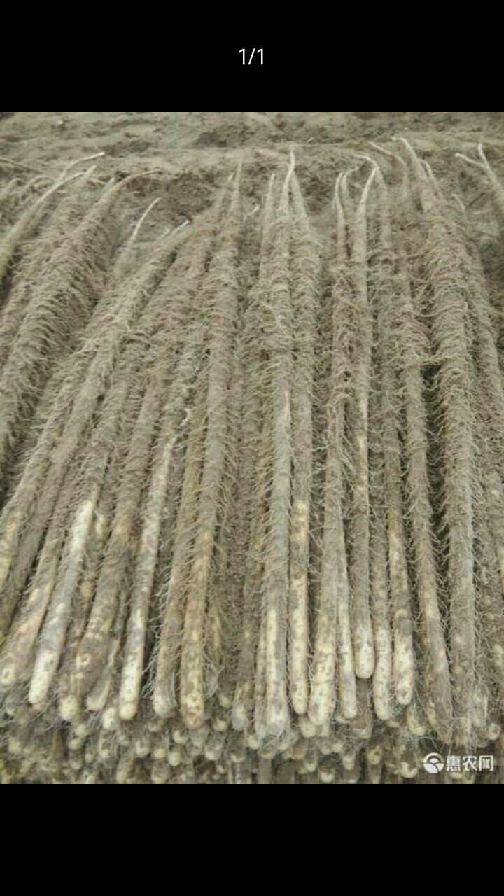  大量151批发7688销售铁棍山药7400