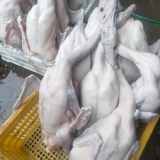 正宗广东清远黑棕鹅