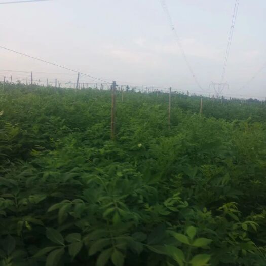 樟树市 出售江西中花吴茱萸苗30万株