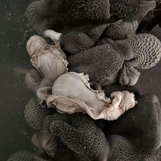 中牟县羊肚 熟毛肚