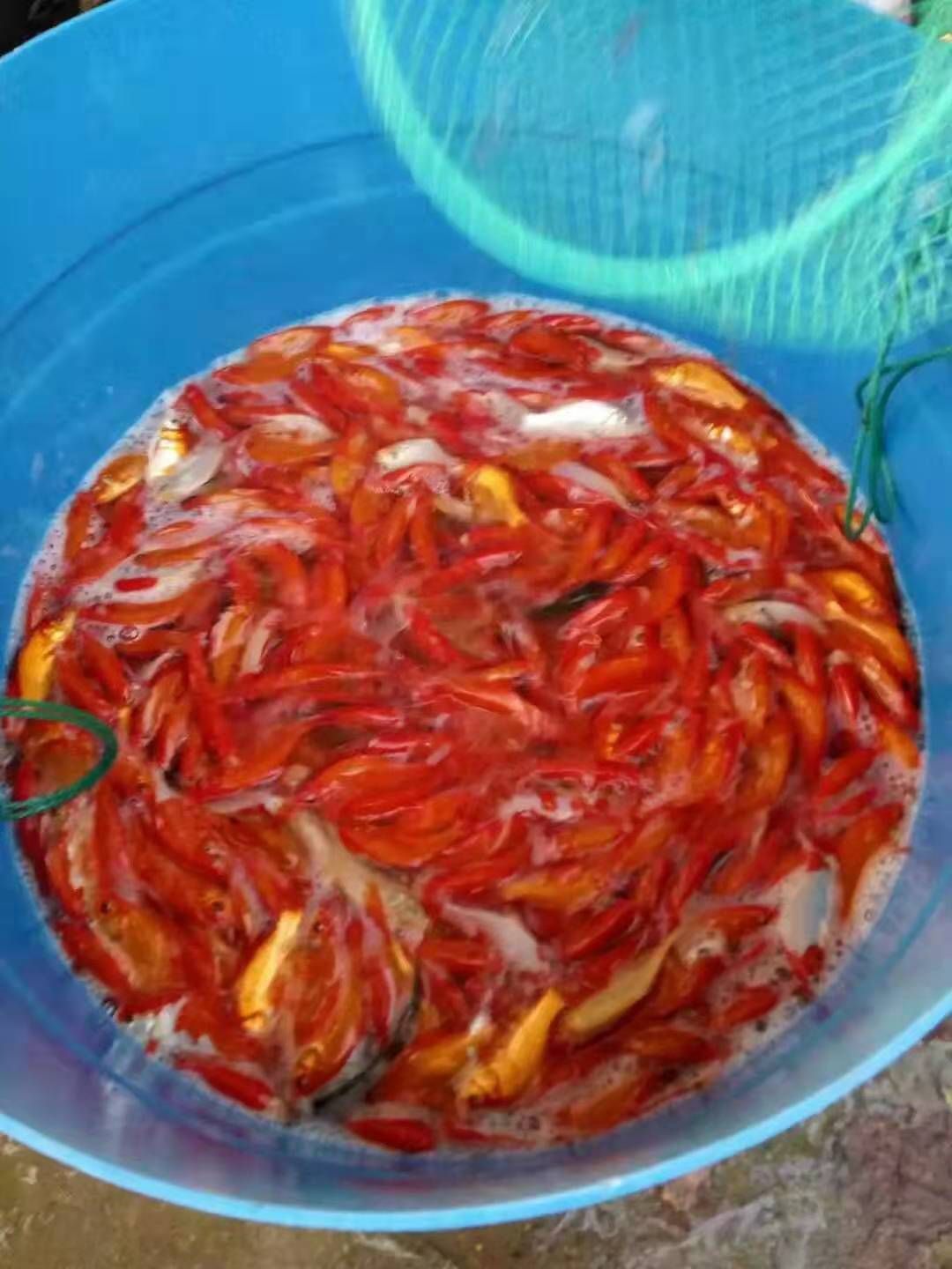 锦鲤红草金鱼 观赏鱼洋鱼红草红鲫渔场发货