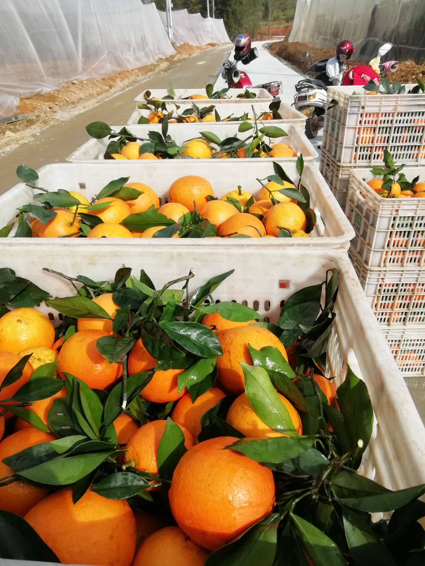 纽荷尔脐橙 赣南脐橙，倾国倾橙！