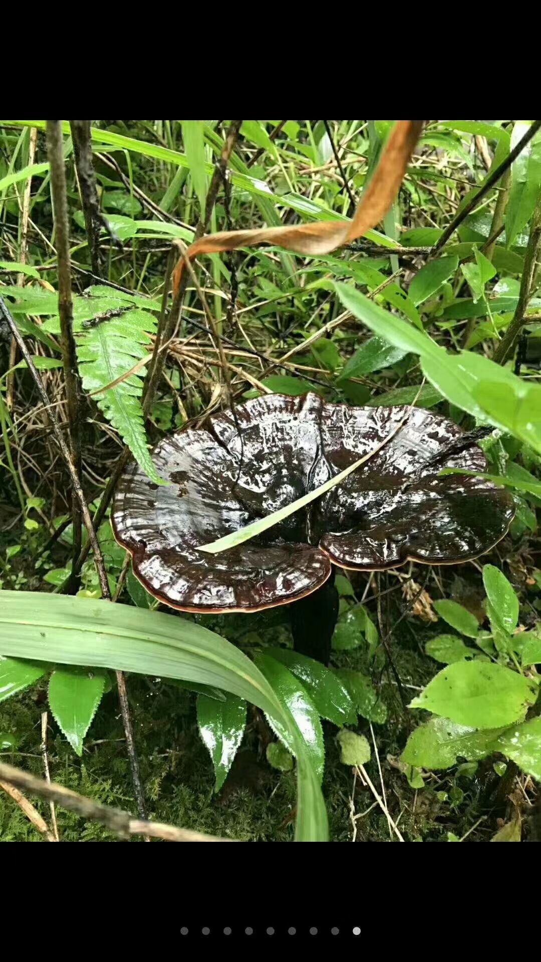 黑灵芝  深山生态灵芝