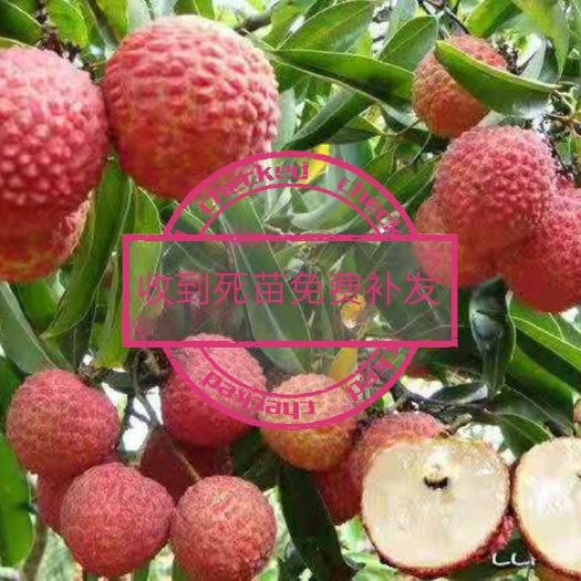 无核荔枝苗 强壮种苗 包发货 容易成活 果品优良