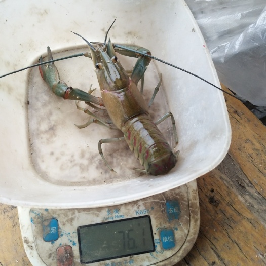 信阳澳洲淡水龙虾  0.4斤/只以下 人工饲养