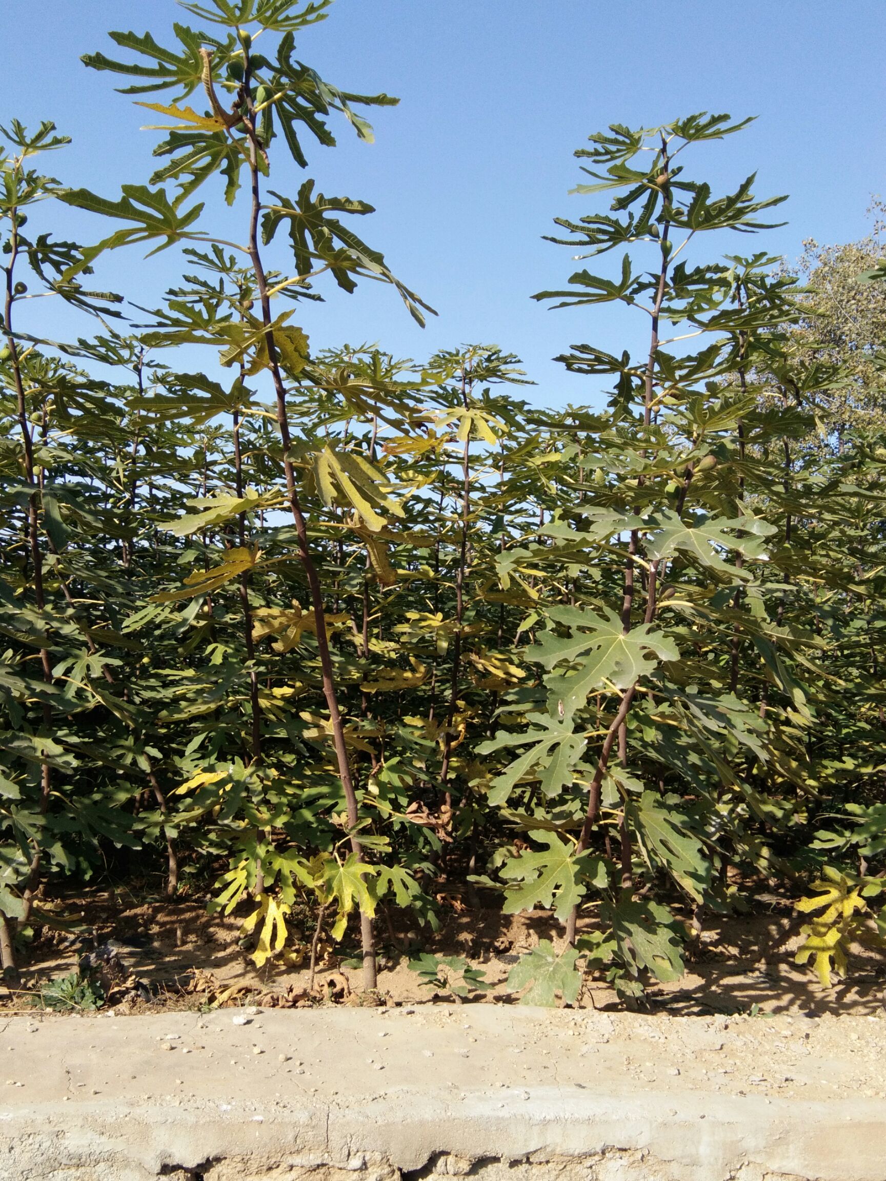 波姬红无花果苗