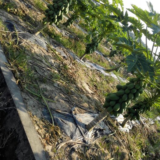 惠东县 水果木瓜出售，大白，大青都有