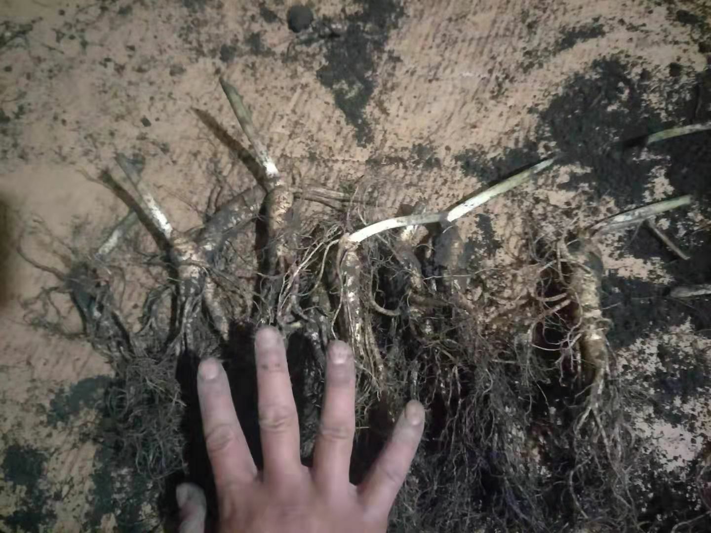  鲜人参