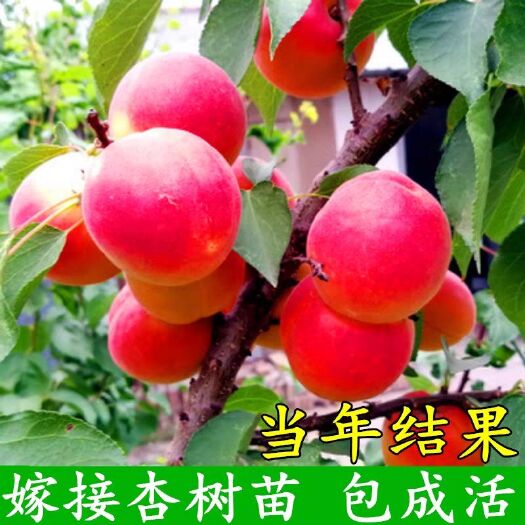 沙金紅杏樹苗  正宗嫁接苗    包品種  包結(jié)果