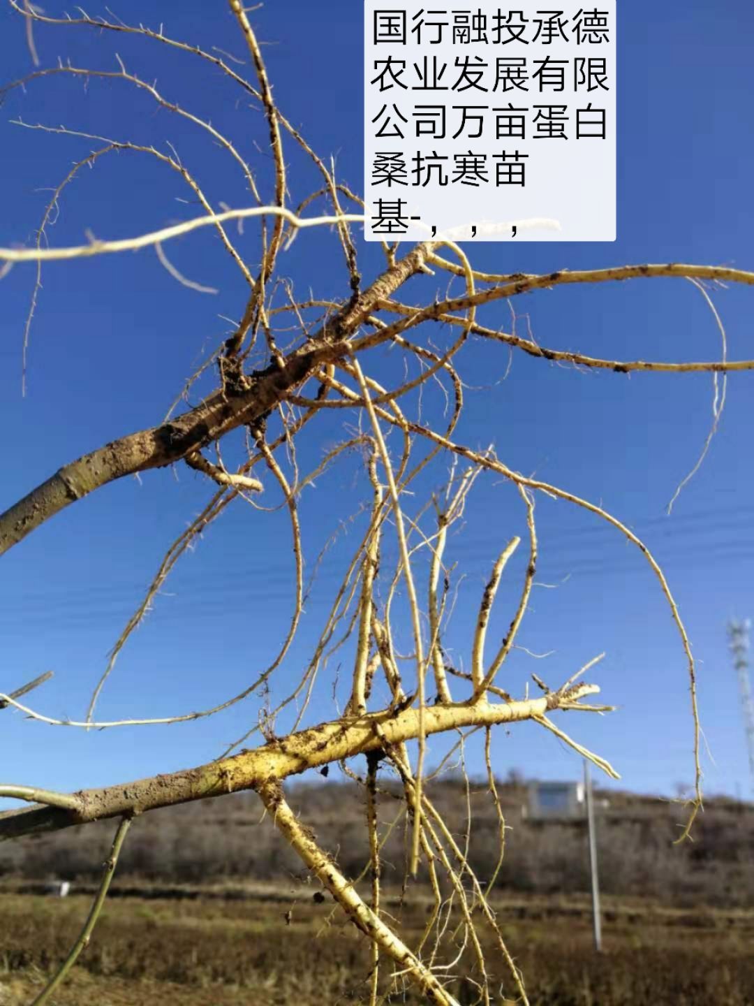 蛋白桑苗 北方最大的萬(wàn)畝蛋白桑原種苗基地