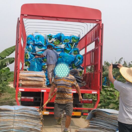 江门巴西香蕉 新植蕉园持续出货中，欢迎新老客户咨询