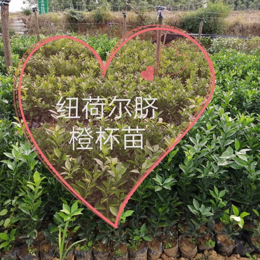 松滋市纽荷尔脐橙苗 纽荷尔脐橙杯苗