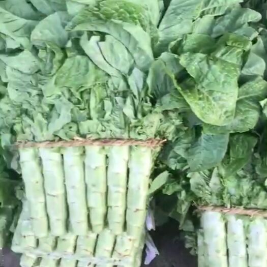 兰陵县精品三青圆叶莴笋