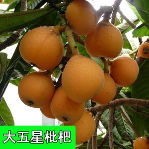 平邑县 枇杷苗 嫁接大五星枇杷苗 包品种包成活 基地直销