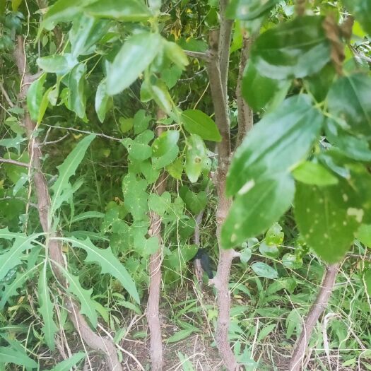 泰安沾化冬枣苗 冬枣苗 基地直销 提供种植技术