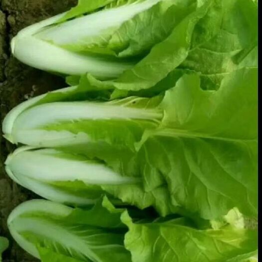 曹县 快菜，毛白菜