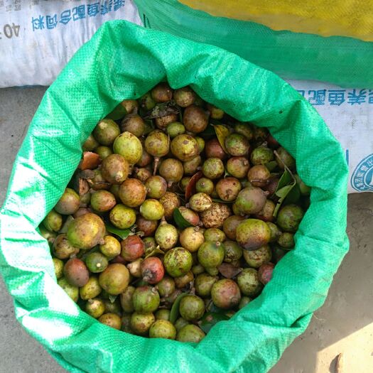 阳新县茶山果罗汉果 1 - 2两