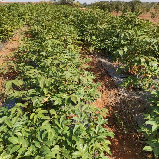 樟树市吴茱萸苗 江西中花吴茱萸精选苗
