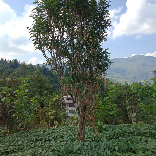 龙胜县野生红茶 高山古树茶