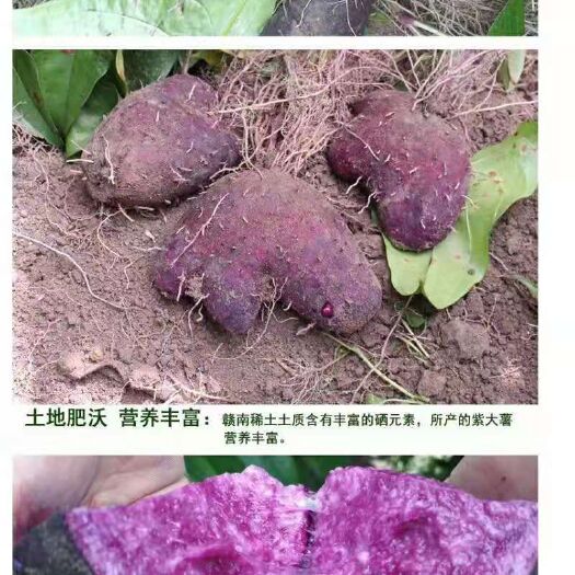 会昌县白板薯 1斤以上