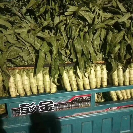 兰陵县 基地红叶香莴笋，大棚莴笋大量上市，没有空心，质量非常好
